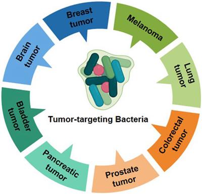 Coating bacteria for anti-tumor therapy
